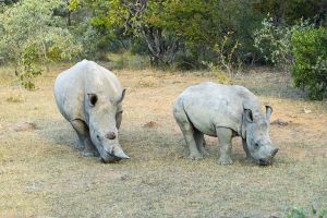 "Rhino in South Africa"
