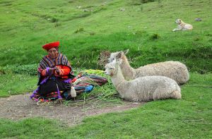 "Alpaca in Cusco"