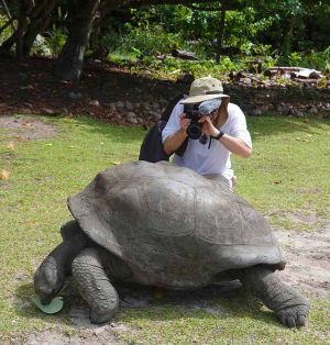 "Aldabra giant tortoise of Seychelles"