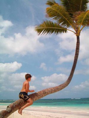 "Bent palm tree over tropical beach"