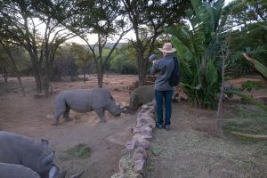 "Rhino feeding at Ants Hill"